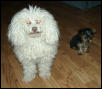 Pebbles & BoBo