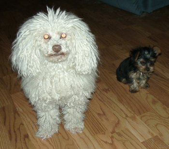 Pebbles & BoBo