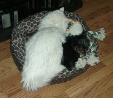 Simba & BoBo