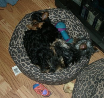 3 Yorkies In A Bed