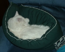 Simba Curled Up In a Body Pillow
