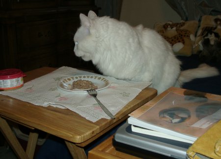 Simba Eatiing In Computer Room