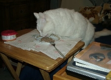 Simba Eating At Table In Computer Room