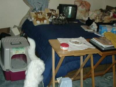 Simba In Computer Room