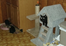 Midnight in Playhouse, with Puppies nearby