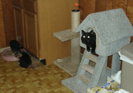 Midnight in Playhouse, with Puppies nearby