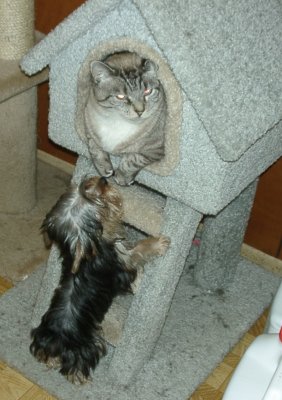 BoBo Checking out Tornado