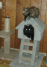 Midnight & Xena With Playhouse
