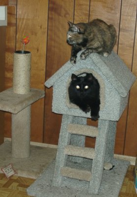 Midnight & Xena With Playhouse