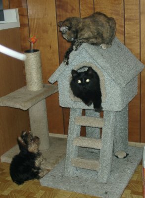 MIdnight & Xena, Watched by Misty