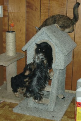 Midnight & Xena, Pups Misty & BoBo