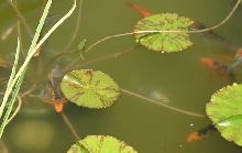 Koi Among the Lilly Pads