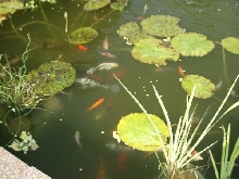 Fish & Pond Plants, 7/29/03