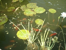 Fish Feeding, 7/29/03