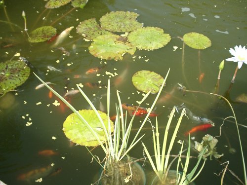 Fish Feeding, 7/29/03