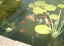 Fish Gathering for Food, 7/29/03