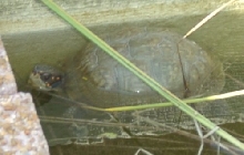 Large Turtle in Pond, 7/29/03