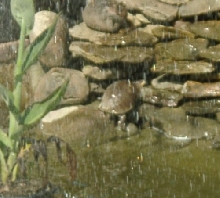 Turtle on Rocks, 7/29/03