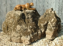 Cheetah on Rock