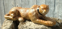 Closeup of Cheetah on Rock
