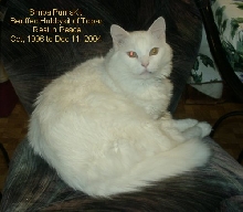 Simba PumaKit - Rest In Peace - 12/11/2004