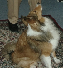 Piper Rags