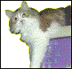 AnnyMouse