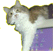 AnnyMouse