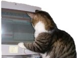 Dodie At Computer