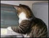 Dodie At Computer (small)