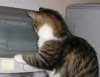 Dodie At Computer (small)