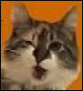 Maddie Catnip, Talking
