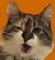 Maddie Catnip, Talking
