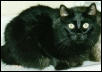 (Captain) Midnight