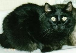 (Captain) Midnight