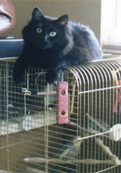 Midnight on Bird Cage