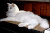 Simba, His Royal Furballness