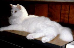 Simba, His Royal Furballness