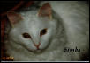 Simba's Glamour Shot