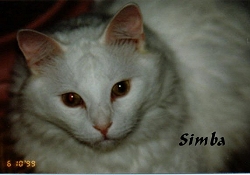 Simba's Glamour Shot