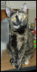 Xena, Warrior Purrincess