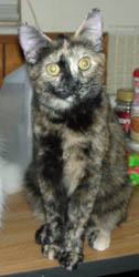 Xena, Warrior Purrincess
