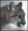 Animated Cougar
