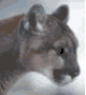Animated Cougar