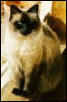 CV (small)