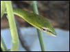 Ahaetulla mycterizans