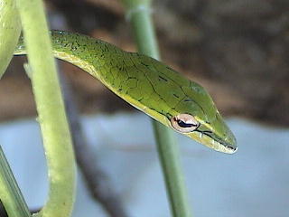 Ahaetulla mycterizans