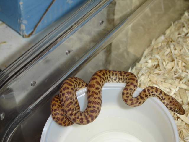 childrens python