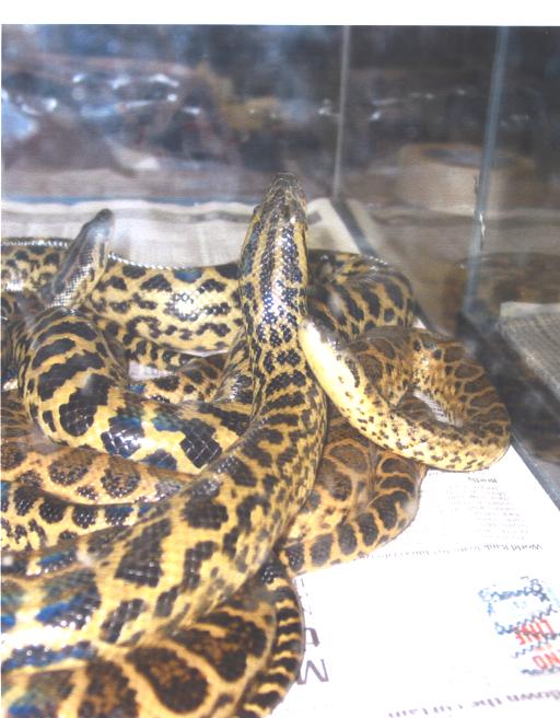 yellow anacondas