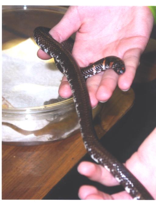 cylinder snake
